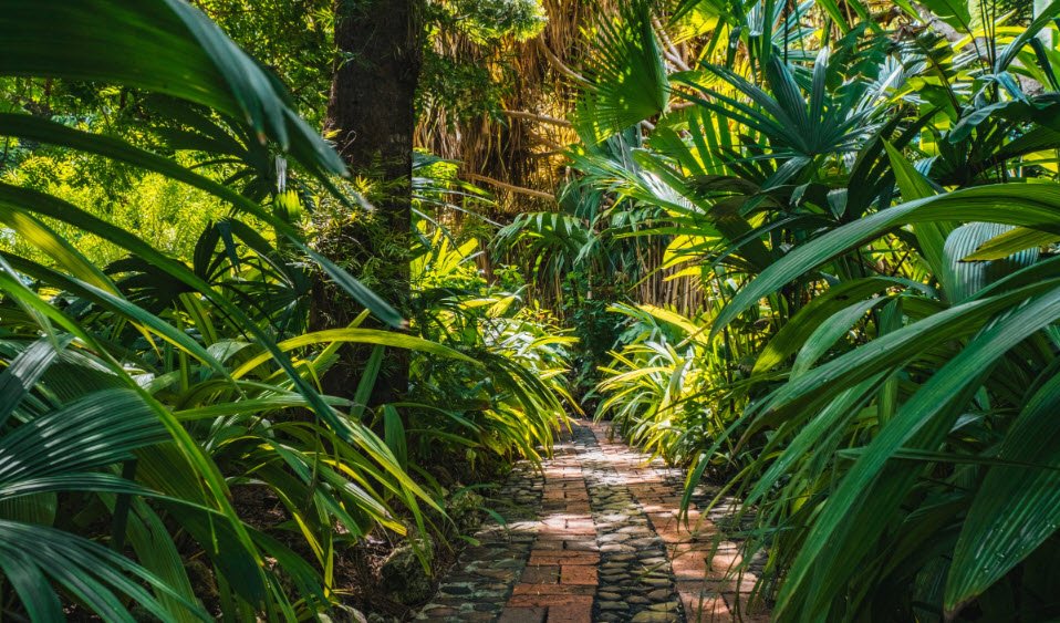 Andromeda Botanical Gardens, Saint Joseph, Barbados
